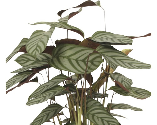 Marantka pokojová rostlina s pruhovanými listy