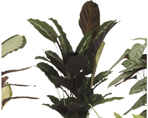 Různé pokojové rostliny Maranta