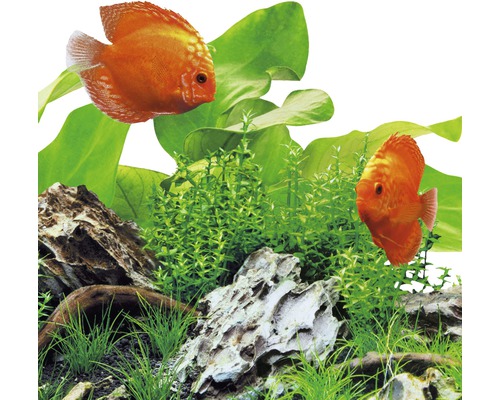 Akvárium s terčovci, vodními rostlinami a kameny