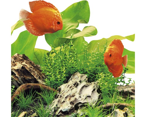 Akvarijní scéna se dvěma terčovci, rostlinami a kameny