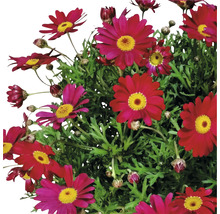 Kopretinovec dřevnatý FloraSelf Chrysanthemum frutescens květináč Ø 18 cm červený