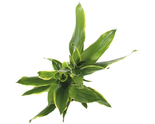 Pohled shora na pokojovou rostlinu Dracaena se zelenými listy