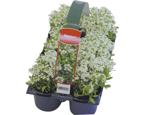 Květiny Alyssum v květináči