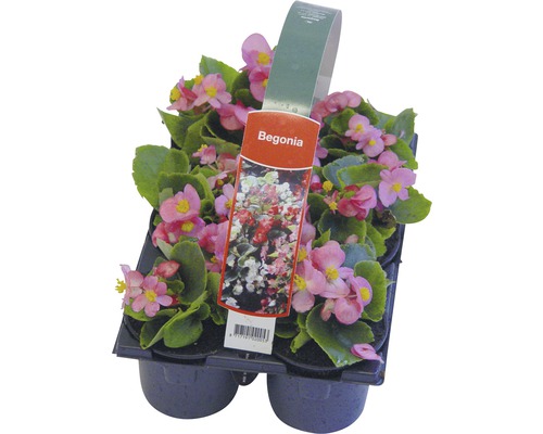 Sada begonií v pěstební desce