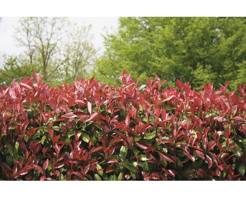 Plot z Photinia Fraseri na zahradě