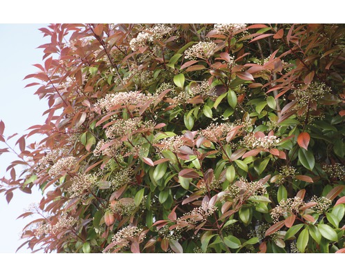 Lesklá Photinia s květy
