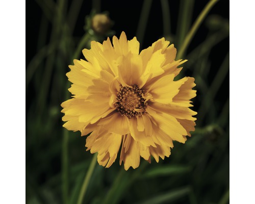 Květ rostliny Coreopsis