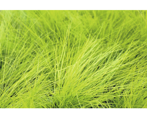 Detail okrasné trávy