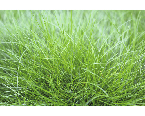 Kostřava metlovitá FloraSelf Festuca gautieri 'AmiGreen' výška 10-25 cm květináč 2 l