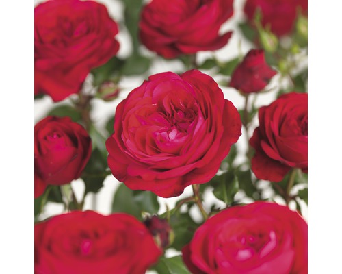 Růže na kmínku 60 cm Floraself Rosa 'Red Meilove' květináč 5 l