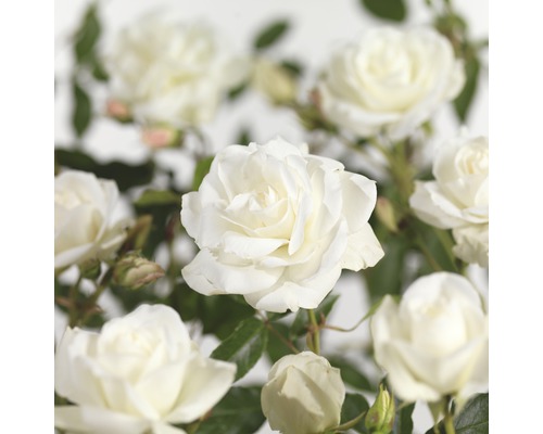 Růže na kmínku 90 cm FloraSelf Rosa 'Schneewittchen' květináč 5 l