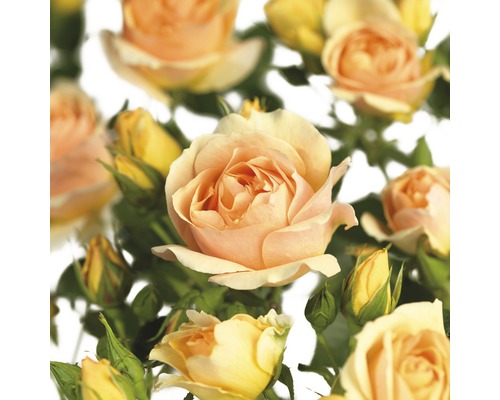 Záhonová růže 'Hansestadt Rostock' FloraSelf Rosa 'Hansestadt Rostock' 15-60 cm květináč 3 l