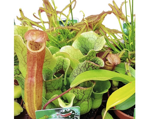 Aranžmá různých masožravých rostlin