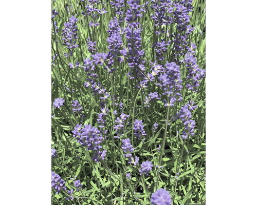 Levandule lékařská FloraSelf Lavandula angustifolia 'Grosso' květináč Ø 12 cm Detailní pohled na květy levandule na zahradě.