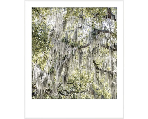 Fotografie stromu se španělským mechem