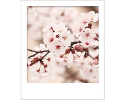 Detailní záběr třešňových květů v bílém rámu
