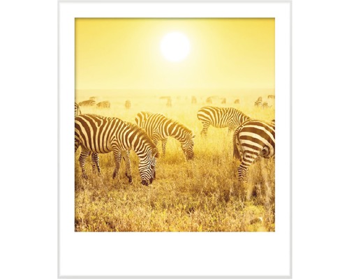 Zarámovaný obraz se zebrami v savaně