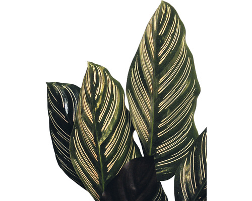 Pokojová rostlina Calathea Ornata s pruhovanými listy