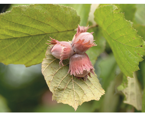 Líska BIO FloraSelf Bio Corylus fructo maxima 'Wunder von Bollweiler' 80-100 cm květináč 5 l