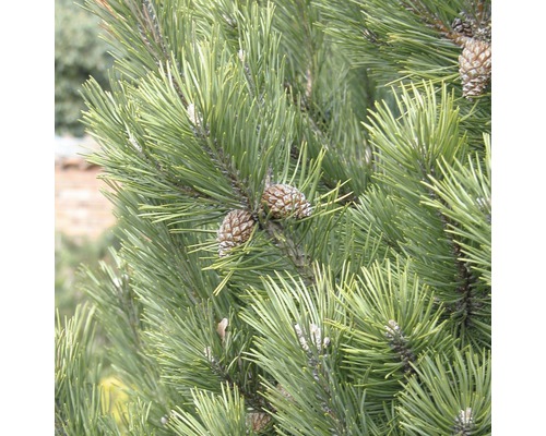 Borovice kleč Botanico Pinus mugo 'Gnom' výška 50-60 cm květináč 10 l