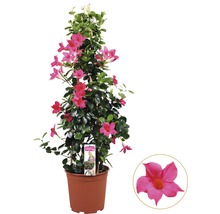 Dipladénie, mandevila FloraSelf Dipladenia mandevilla celková výška cca 90 cm květináč Ø 21 cm růžová