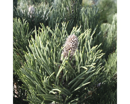 Borovice černá zakrslá Botanico Pinus nigra 'Oregon Green' výška 40-60 cm květináč 6 l