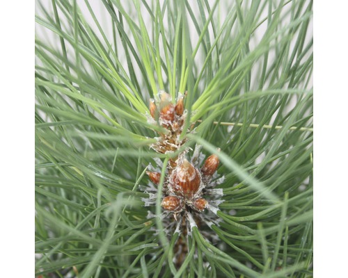 Borovice černá Botanico Pinus nigra 'Green Tower' výška 50-60 cm květináč 6 l Detailní záběr borovicového jehličí a pupenů.