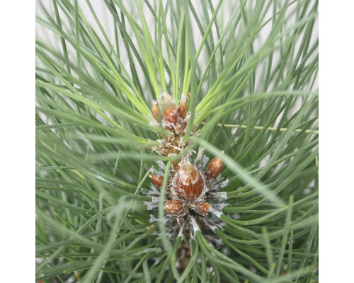 Borovice černá Botanico Pinus nigra 'Green Tower' výška 50-60 cm květináč 6 l