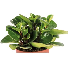 Pepřinec, pepřinec trpasličí FloraSelf Peperomia x hybrid 'Ortipan' výška 15-17 cm Ø květináč 10,5 cm
