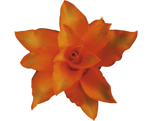 Oranžová tilandsie v detailu