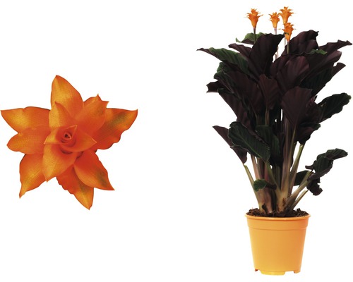 Pokojová rostlina Guzmania v květináči a detail květu