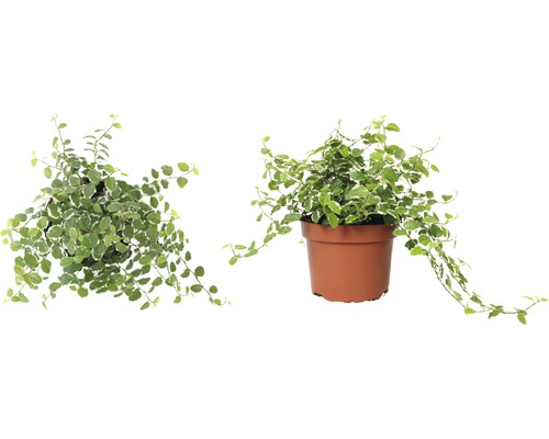 Dva pohledy na popínavý fikus v květináči