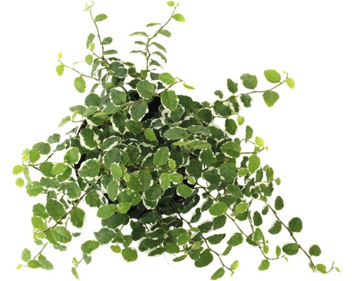 Popínavá smokvoň s listy v květináči