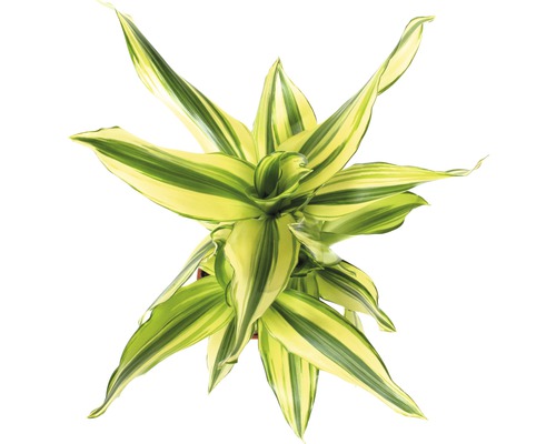 Pohled shora na pokojovou rostlinu Dracaena fragrans