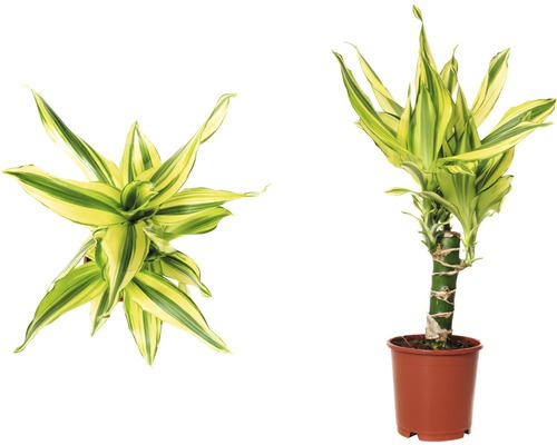 Dva pohledy na Dracaena fragrans v květináči.