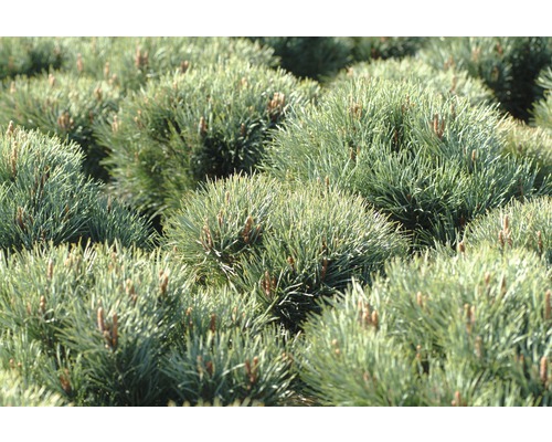 Detailní záběr trpasličích borovic v zahradním záhonu.