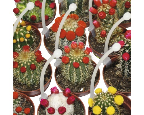 Různé kvetoucí kaktusy v květináčích