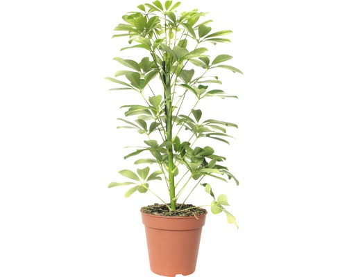 Šeflera dlanitolistá FloraSelf Schefflera arboricola 'Nora' 45-55 cm Ø 13 cm květináč