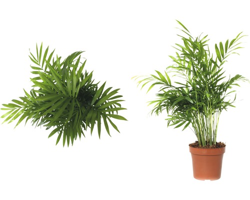 Dva arekové palmy, jedna shora a jedna v květináči