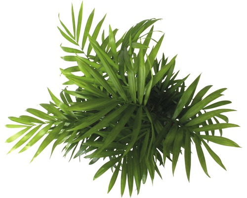 Pokojová palma z ptačí perspektivy