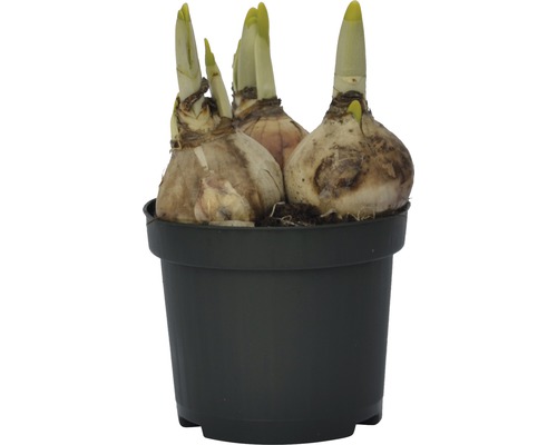 Cibule narcisů v černém květináči