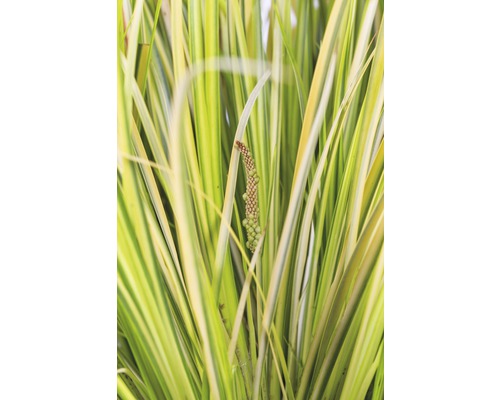 Listy a květenství zahradní rostliny