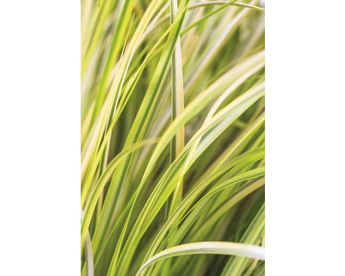 Detailní záběr okrasné trávy s pruhovanými listy do zahrady