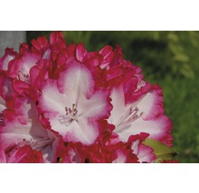 Detail květu rododendronu s růžovými a bílými okvětními lístky