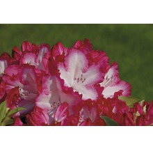 Detail květu rododendronu