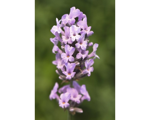 Detailní záběr květu levandule