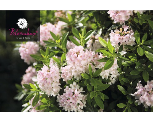 Pěnišník zakrslý drobnokvětý alternativa zimostrázu FloraSelf Rhododendron micranthum Bloombux' ® 15-20 cm květináč 2 l růžový
