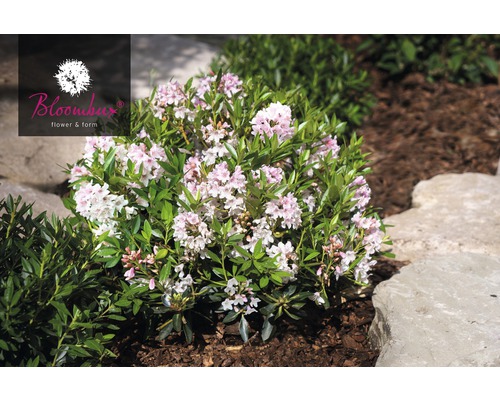 Kvetoucí trpasličí rododendron v zahradním záhonu