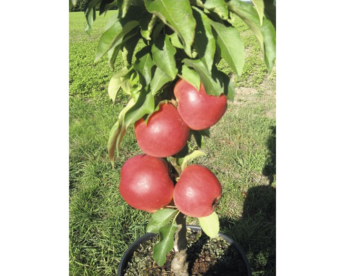 Jabloň sloupovitá zakrslá BIO FloraSelf Bio Malus Starline 'Red Crimson' 60-80 cm květináč 7,5 l