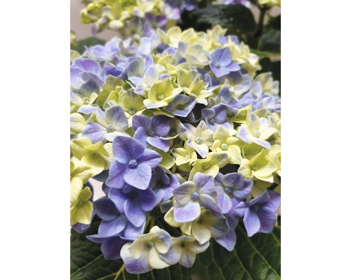 Detailní záběr na hortenzii s květy